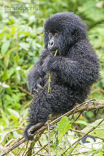 Porträt eines jungen Östlichen Gorillas (Gorilla beringei)  der auf einem Ast sitzt und einen Zweig im Dschungel kaut; Ruanda  Afrika