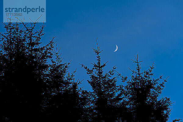 Tannenbäume und Mondsichel  Glen Coe; Highlands  Schottland