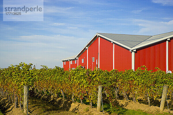 Weinland  Niagara On The Lake  Ontario