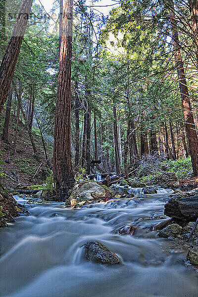 Bach im Limekiln State Park  Kalifornien