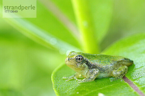 Junger grauer Laubfrosch auf einem Blatt; Les Cedres  Quebec  Kanada