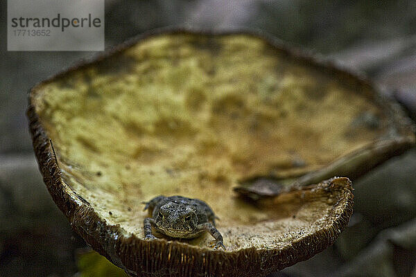 Kröte auf einem Pilz sitzend; Ontario Kanada