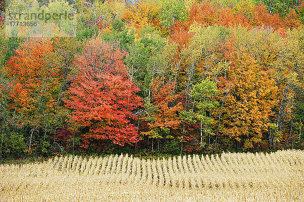 Feld und Herbstbäume  Dorf Kamouraska  Region Bas-Saint-Laurent  Quebec