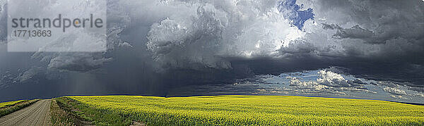 Panorama der Sturmwolken sammeln sich über einem sonnenbeschienenen Rapsfeld und Landstraße; Alberta  Kanada