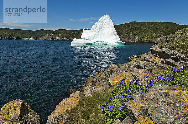 Eisberg schwimmt in der Trinity Bay vor der Bonavista-Halbinsel mit felsiger Küste  Ostneufundland