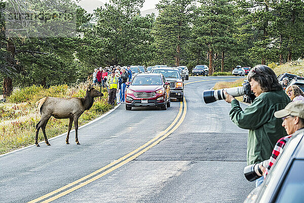 Touristen drängen sich um eine Elchkuh (Cervus canadensis)  die versucht  eine Straße im Rocky Mountain National Park zu überqueren; Colorado  Vereinigte Staaten von Amerika