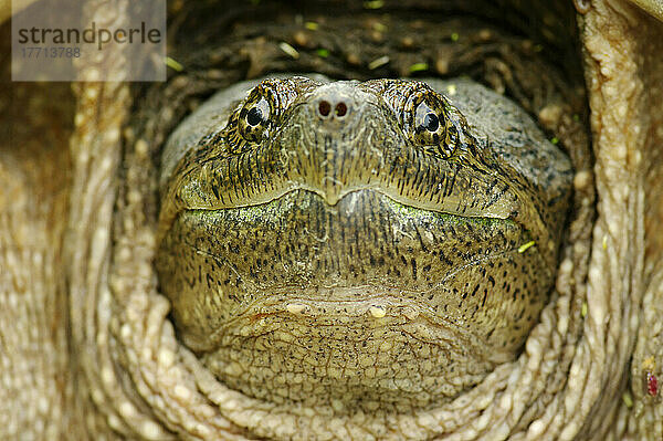 Kopf einer Schnappschildkröte; Pointe-Des-Cascades  Quebec  Kanada