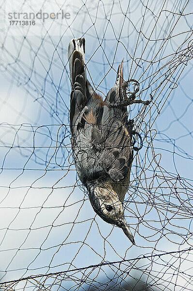 Weißbrustkleiber (Sitta Carolinensis)  gefangen in einem Nebelnetz zur Überwachung der Herbstwanderung und der Populationstrends  Haldimand Bird Observatory  S. Ontario  Kanada.