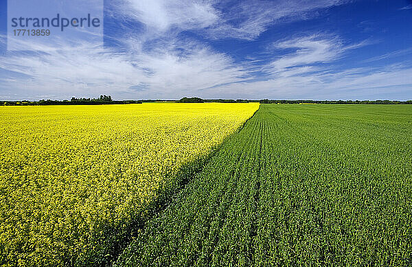Weizen- und Rapsanbau in der Nähe von Treherne  Manitoba