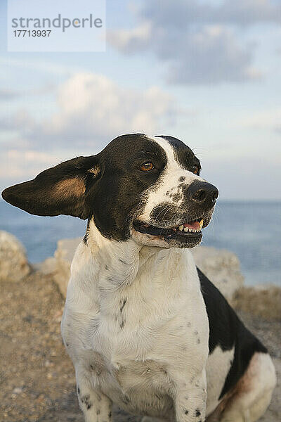 Springer Spaniel Mix Hund am Strand  Eigentum freigegeben  Toronto  On