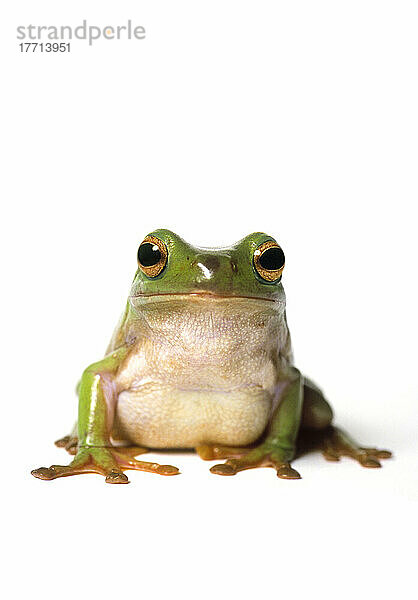 Fl6513  Natural Moments Photography; Neugieriger grüner Frosch  der in die Kamera blickt  weißer Hintergrund