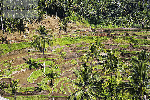 Berühmte Reisterrassen  Ubud  Bali  Indonesien