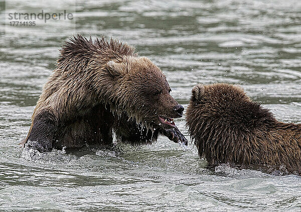 Junge Grizzlybären spielen im Fluss um die Wette