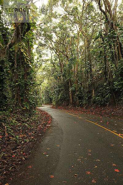 Kurvenreiche Straße durch den Regenwald bei Hilo  Hawaii