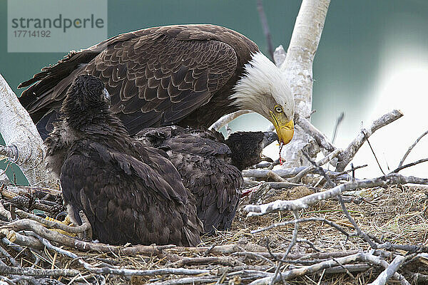 Ausgewachsener Weißkopfseeadler in einem Nest  der seine jungen Küken mit einem Fisch füttert; Whitehorse  Yukon  Kanada