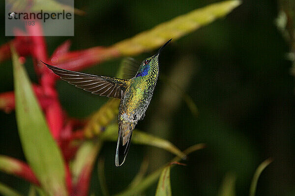 Kolibri  Peru