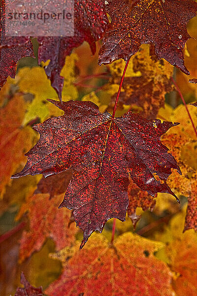 Herbstfarben in Ahornblättern  Ontario.