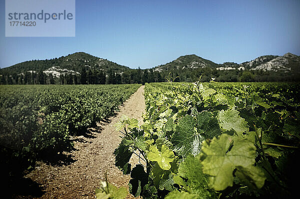 Weinberge mit Bergen im Hintergrund; Les Baux-De-Provence  Frankreich