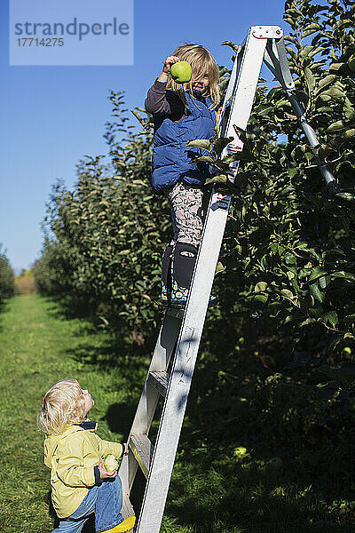 Kinder auf Leiter pflücken Äpfel im Obstgarten; Ontario  Kanada
