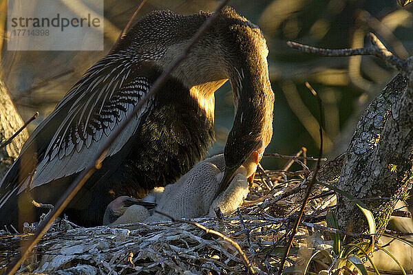 Anhinga beim Füttern ihrer Jungen  Everglades National Park  Florida