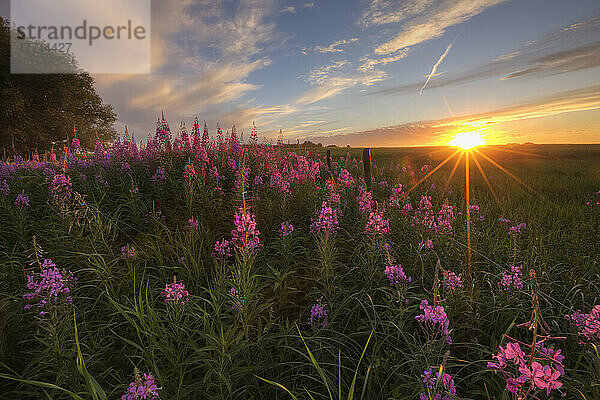 Prärie-Wildblumen bei Sonnenuntergang in Zentral-Alberta