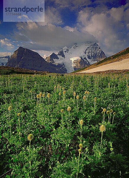 Fv1073  Jason Puddifoot; Wiese und Berglandschaft  Mt Robson & Alpine Meadow  Mt Robson Prov. Park  Bc