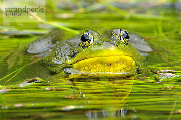 Grüner Frosch im Wasser zwischen Schilf; Vaudreuil  Quebec  Kanada