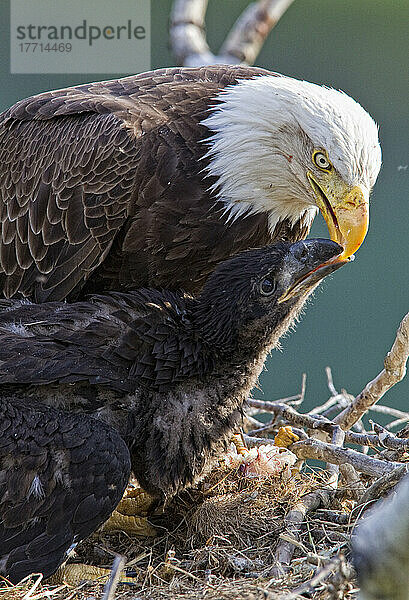 Ausgewachsener Weißkopfseeadler füttert seine jungen Küken mit einem Fisch; Whitehorse  Yukon  Kanada