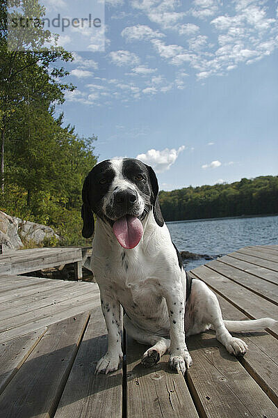 Springer Spaniel Mix Hund auf Dock  Blue Lake  Parry Sound  Ontario
