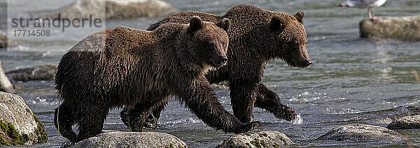 Grizzlybärenjunge gehen entlang des Flusses; Haines Alaska Usa