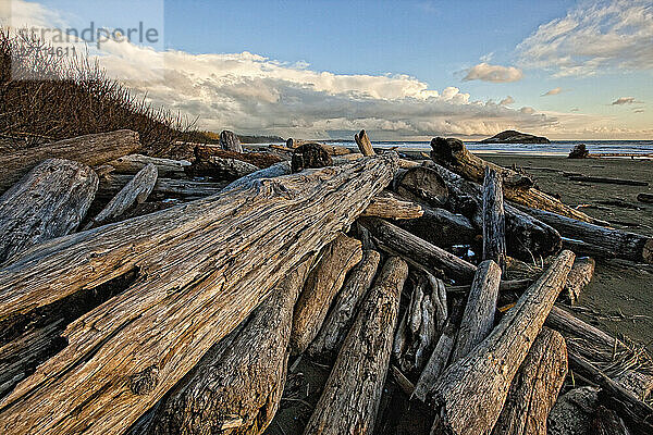 Vom Sturm weggefegte Baumstämme am Strand von Long Beach  Pacific Rim National Park  British Columbia.