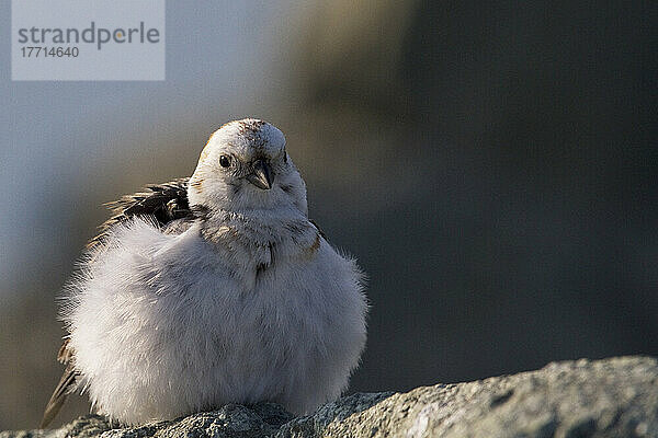 Schneeammer Vogel; Island