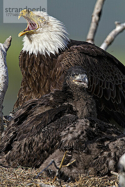 Ausgewachsener Weißkopfseeadler und Küken in einem Nest; Whitehorse  Yukon  Kanada