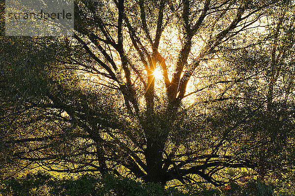 Wahl des Künstlers: Weidenbaum bei Sonnenuntergang  Parc National Des Iles-De-Boucherville  Region Monteregie  Quebec