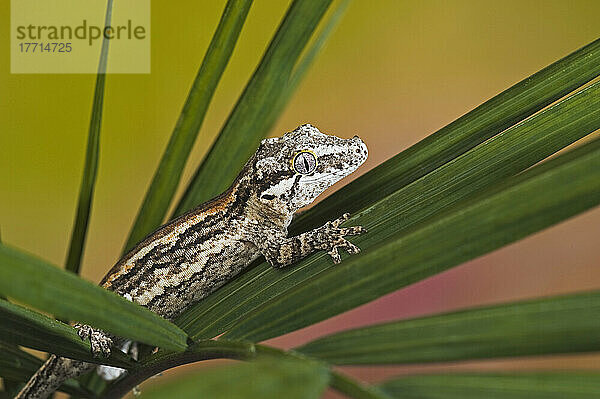 Der Gargoyle-Gecko (Rhacodactylus Auriculatus)  dessen Lebensraum durch Abholzung bedroht ist  kommt nur am südlichen Ende der Insel Neukaledonien vor. In Gefangenschaft.