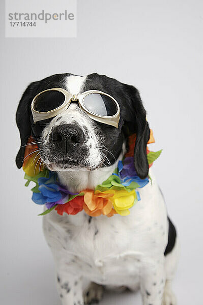 Artist's Choice: Springer Spaniel Mix Hund mit Sonnenbrille und Lei