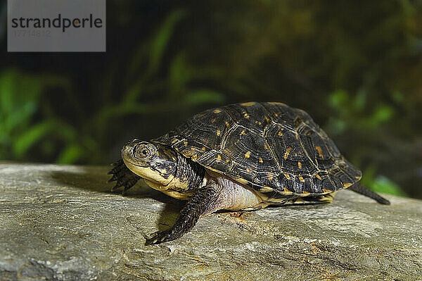 Blanding's Schildkröte (Emydoidea Blandingii)  Gefährdete Art  Kejimkujik Np  Nova Scotia  Kanada.