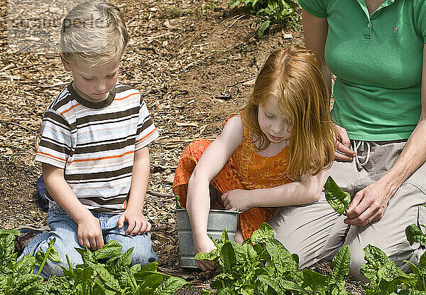 Frau und Kinder bei der Gartenarbeit im organischen Gemeinschaftsgarten  Raleigh  North Carolina