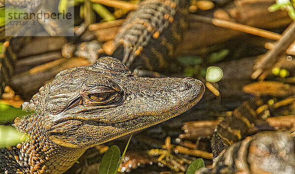 Junge amerikanische Alligatoren  Everglades National Park  Florida.