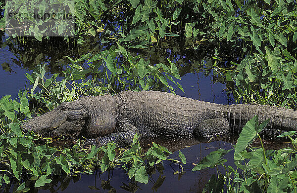 Amerikanischer Alligator