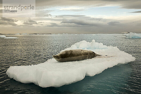 Eine Krabbenfresserrobbe  die sich auf einer Eisscholle ausruht  Waddington Bay  Antarktis.