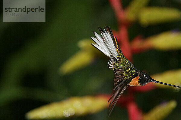 Kolibri  Peru