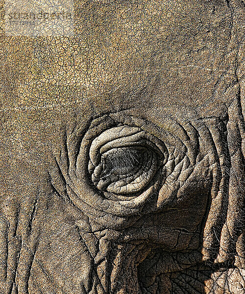 Nahaufnahme eines Elefantenauges und einer Elefantenhaut; Botswana