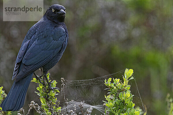 Amsel  Star