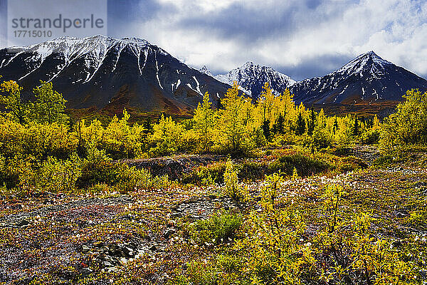 Wahl des Künstlers: Herbstfarben und Auriol-Gebirge  Kluane National Park  Yukon