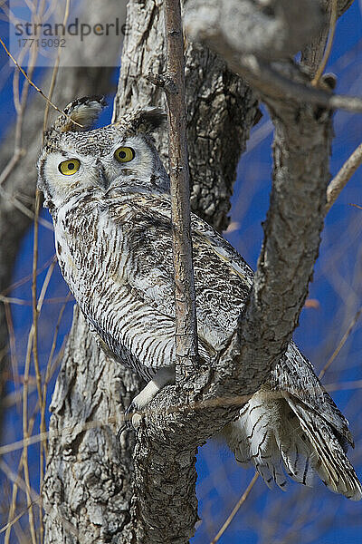 Gehörnte Eule in einem Baum; Saskatchewan Kanada