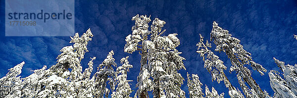 Landschaftlich  Winter  Grouse Mtn  North Vancouver  Bc