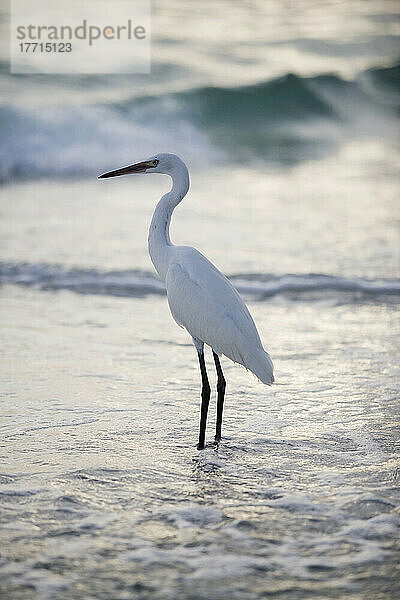 Ein Vogel am Strand  Sarasota  Florida