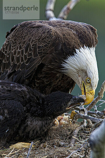 Ausgewachsener Weißkopfseeadler in einem Nest  der seine jungen Küken mit einem Fisch füttert; Whitehorse  Yukon  Kanada