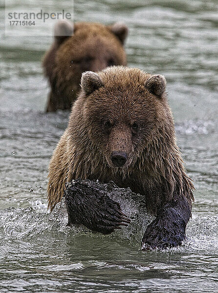 Grizzlybärenjunge fischen im Fluss